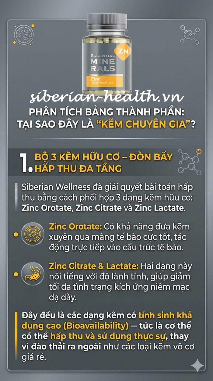 Phân tích bảng thành phần kẽm Siberian Wellness với bộ 3 kẽm hữu cơ Zinc Orotate, Citrate và Lactate giúp hấp thu đa tầng