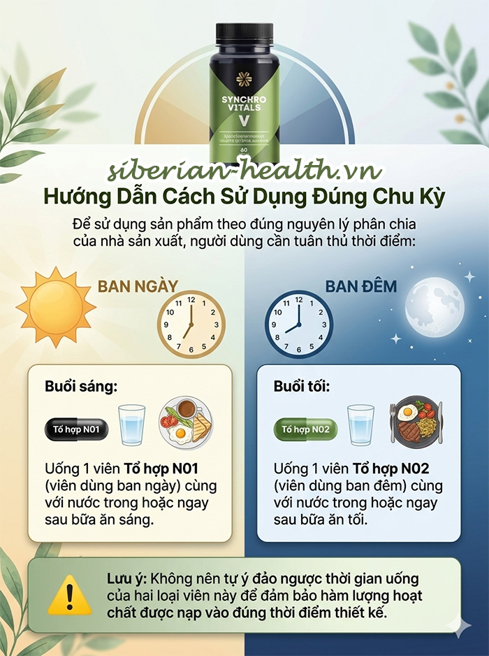 Hướng dẫn cách sử dụng Synchrovitals V Siberian Wellness đúng chu kỳ ngày và đêm