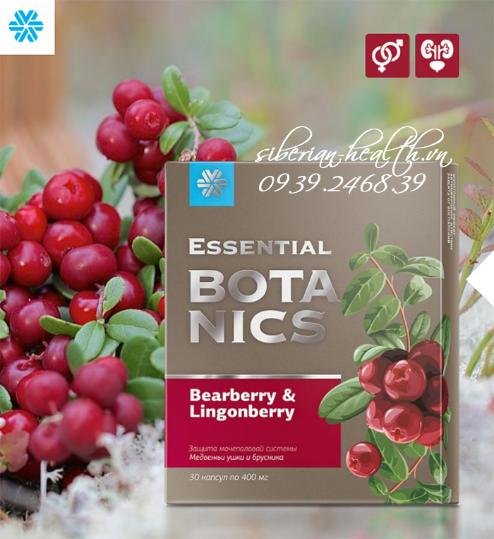 Bearberry and lingonberry - hỗ trợ viêm nhiễm đường tiết niệu và hệ tiêu hóa
