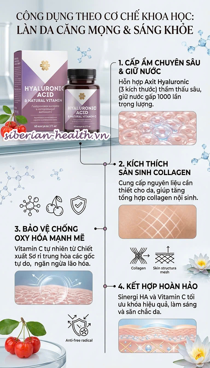 Cơ chế khoa học của Hyaluronic Acid và Vitamin C Siberian Wellness giúp giữ nước sâu và bảo vệ Collagen.